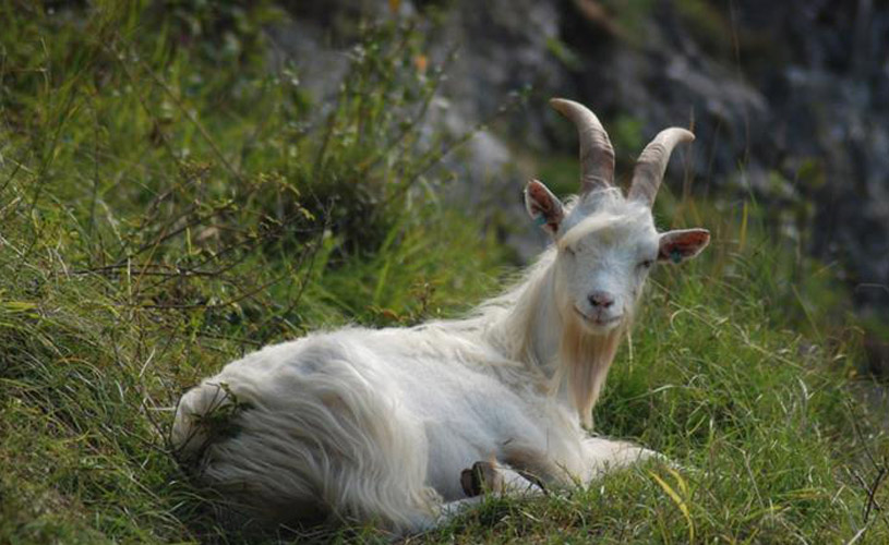 Goats of the gully
